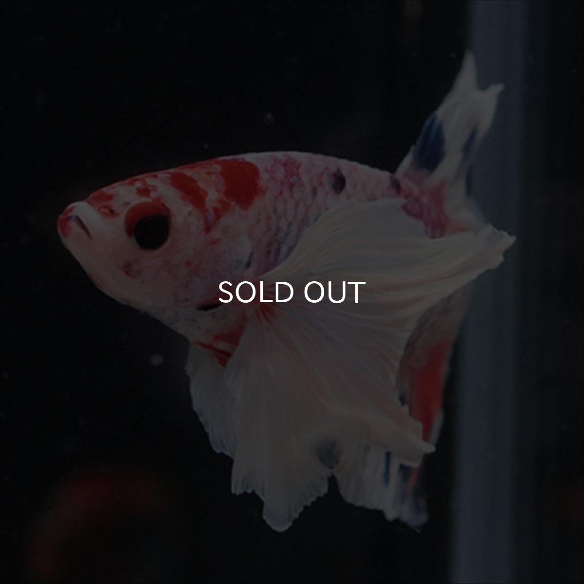 画像7: HMPK　キャンディダンボ (7)