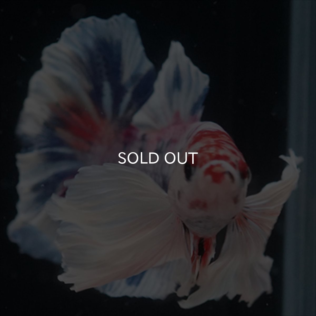 画像3: HMPK　キャンディダンボ (3)