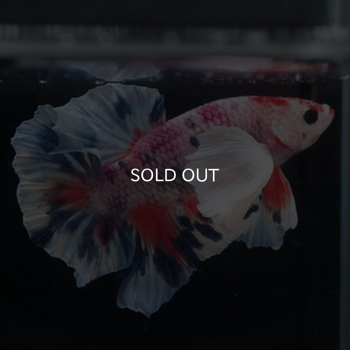 画像6: HMPK　キャンディダンボ (6)