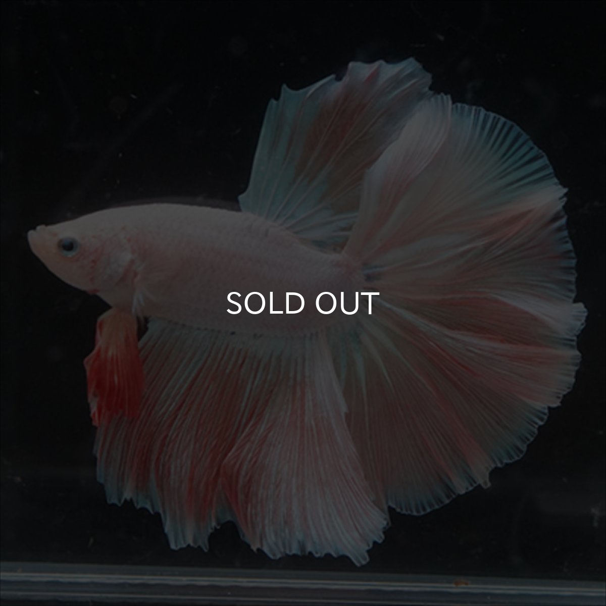 画像6: HM  ファンシーピンク (6)