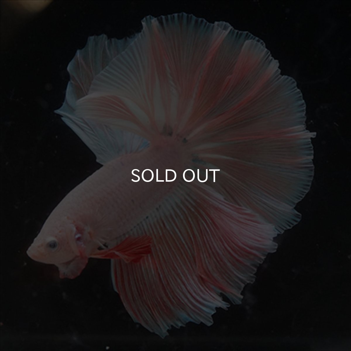 画像5: HM  ファンシーピンク (5)