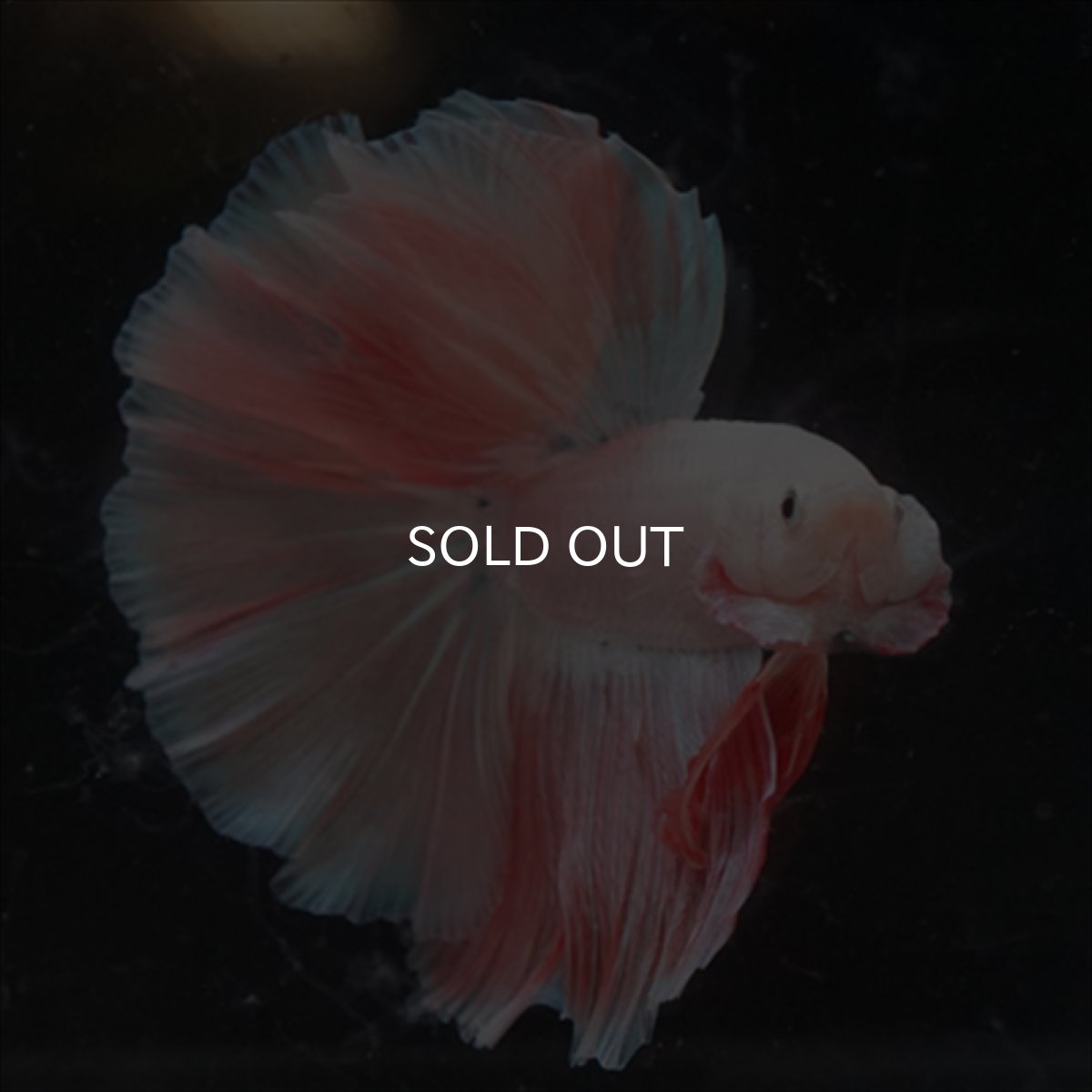 画像4: HM  ファンシーピンク (4)