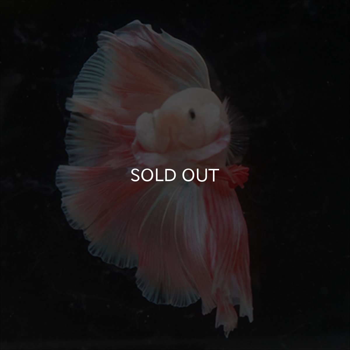 画像3: HM  ファンシーピンク (3)