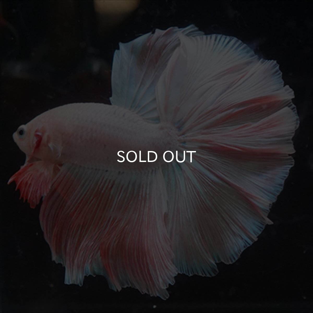 画像2: HM  ファンシーピンク (2)