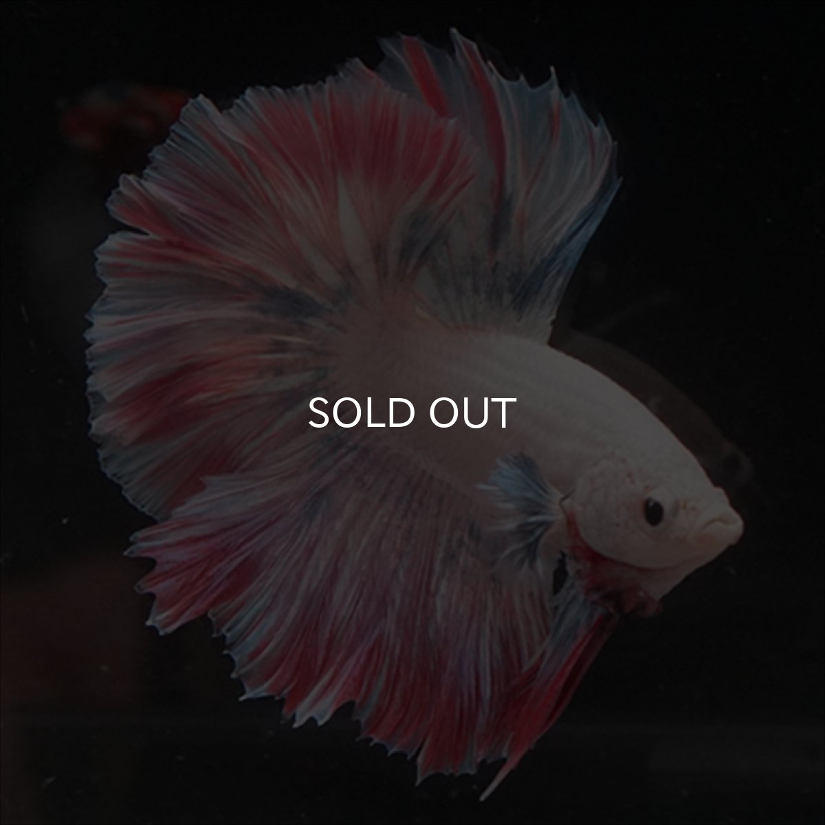 画像14: HM  ファンシーピンク ローズテール (14)