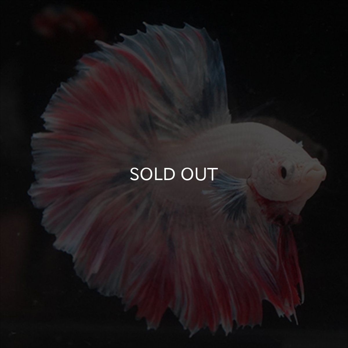 画像13: HM  ファンシーピンク ローズテール (13)