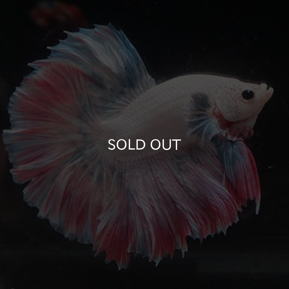 画像12: HM  ファンシーピンク ローズテール (12)