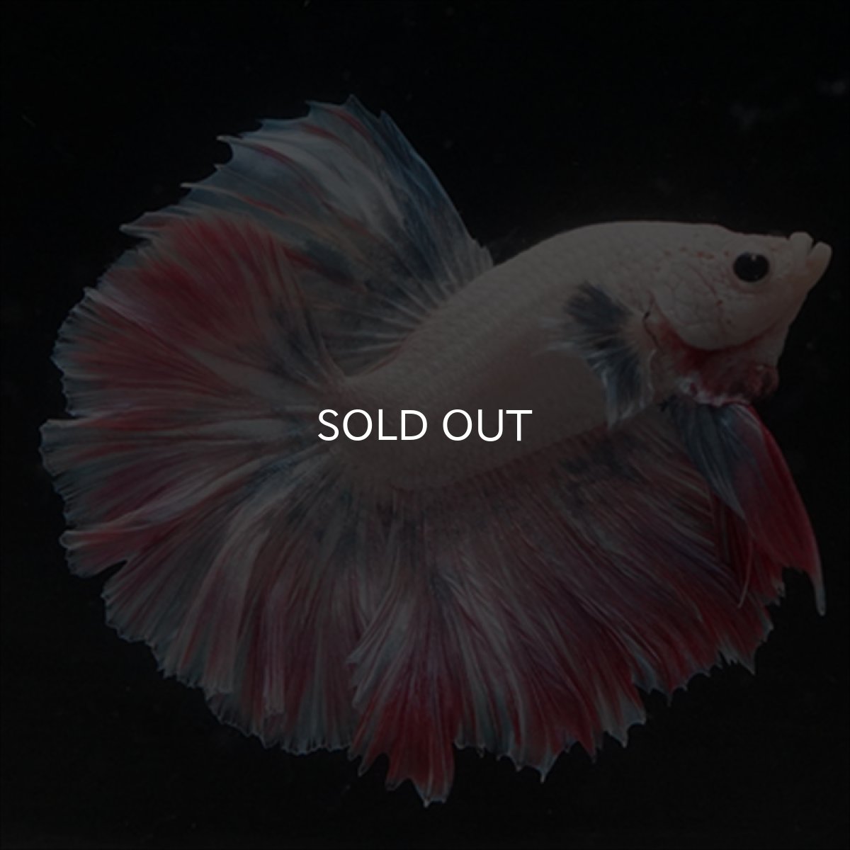 画像11: HM  ファンシーピンク ローズテール (11)