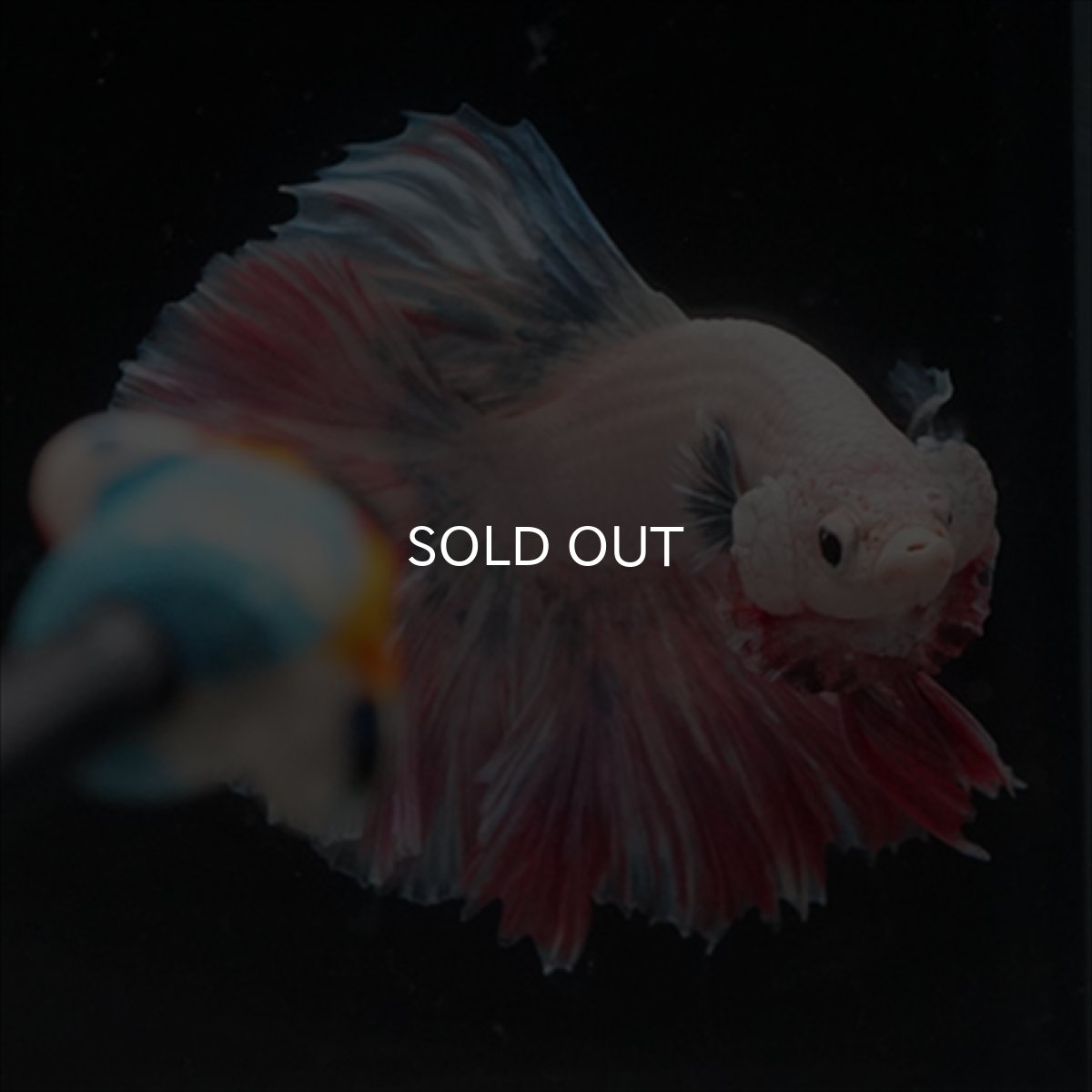 画像10: HM  ファンシーピンク ローズテール (10)