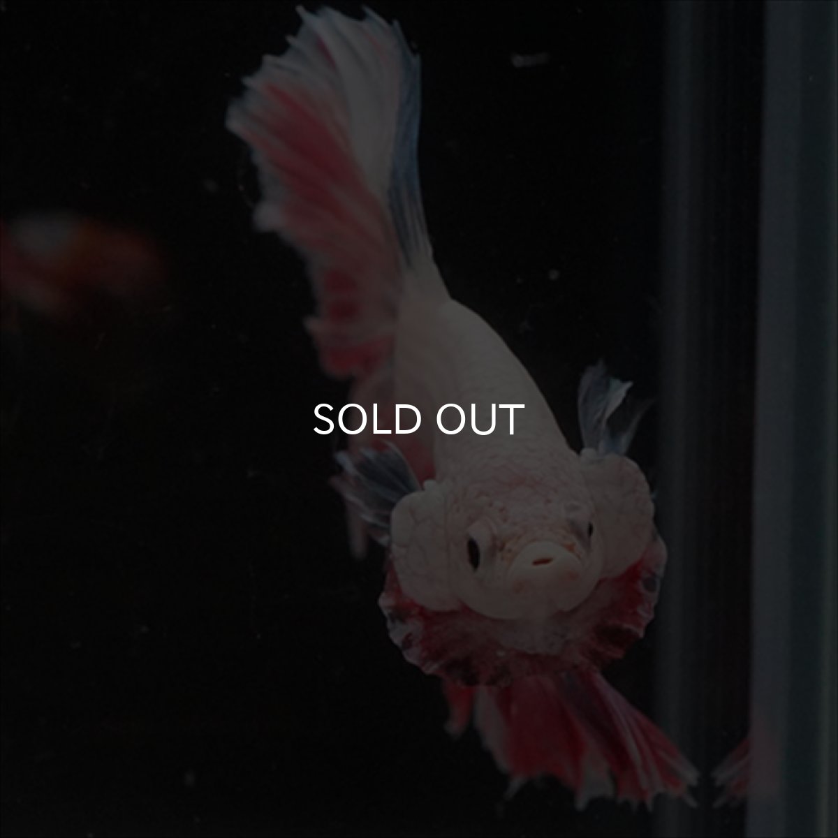 画像2: HM  ファンシーピンク ローズテール (2)