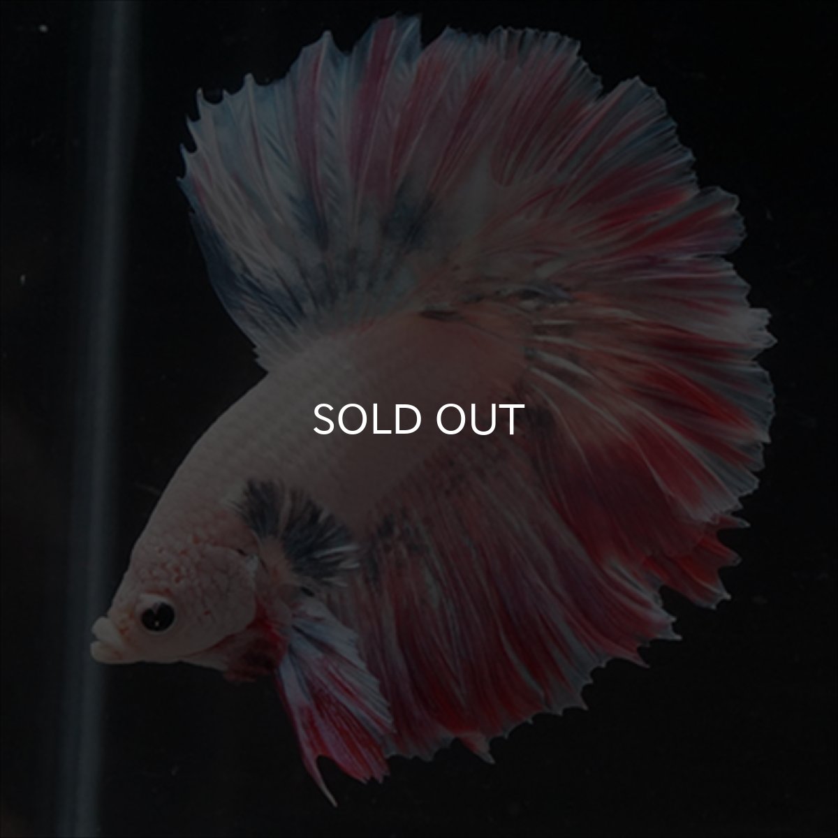 画像9: HM  ファンシーピンク ローズテール (9)