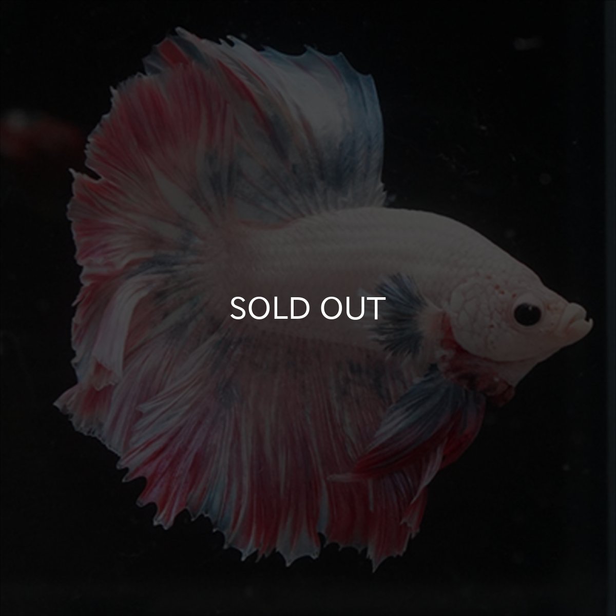 画像8: HM  ファンシーピンク ローズテール (8)