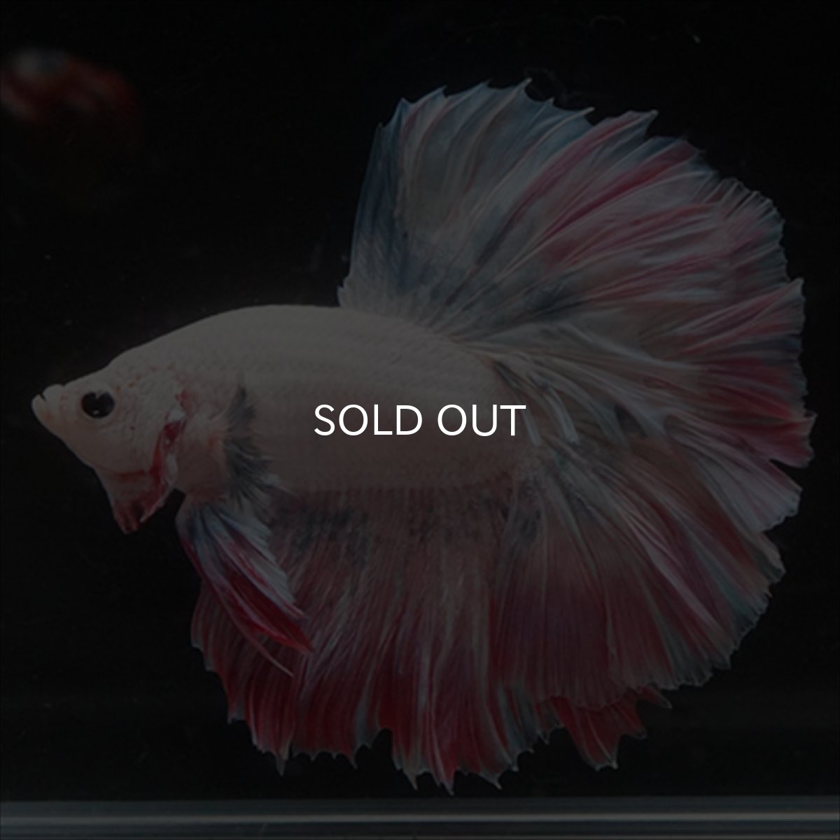 画像3: HM  ファンシーピンク ローズテール (3)