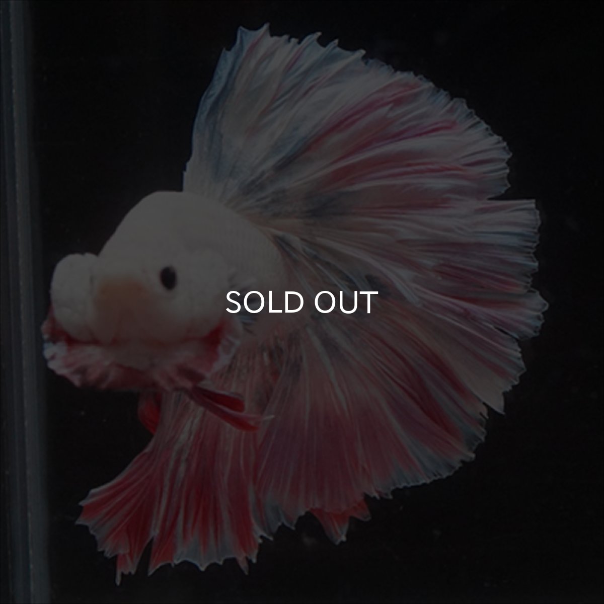 画像7: HM  ファンシーピンク ローズテール (7)