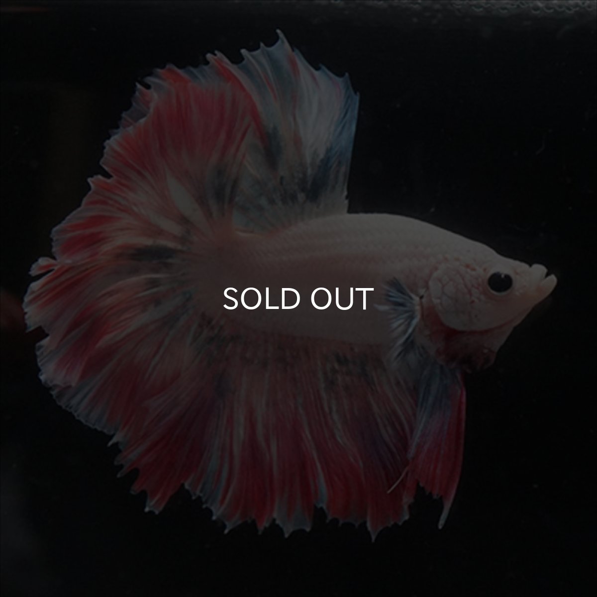 画像6: HM  ファンシーピンク ローズテール (6)