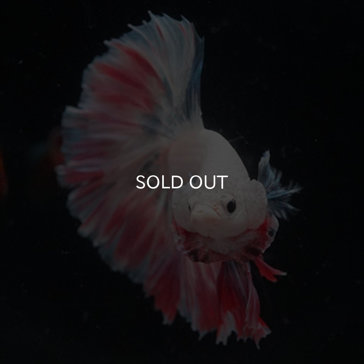 画像4: HM  ファンシーピンク ローズテール (4)