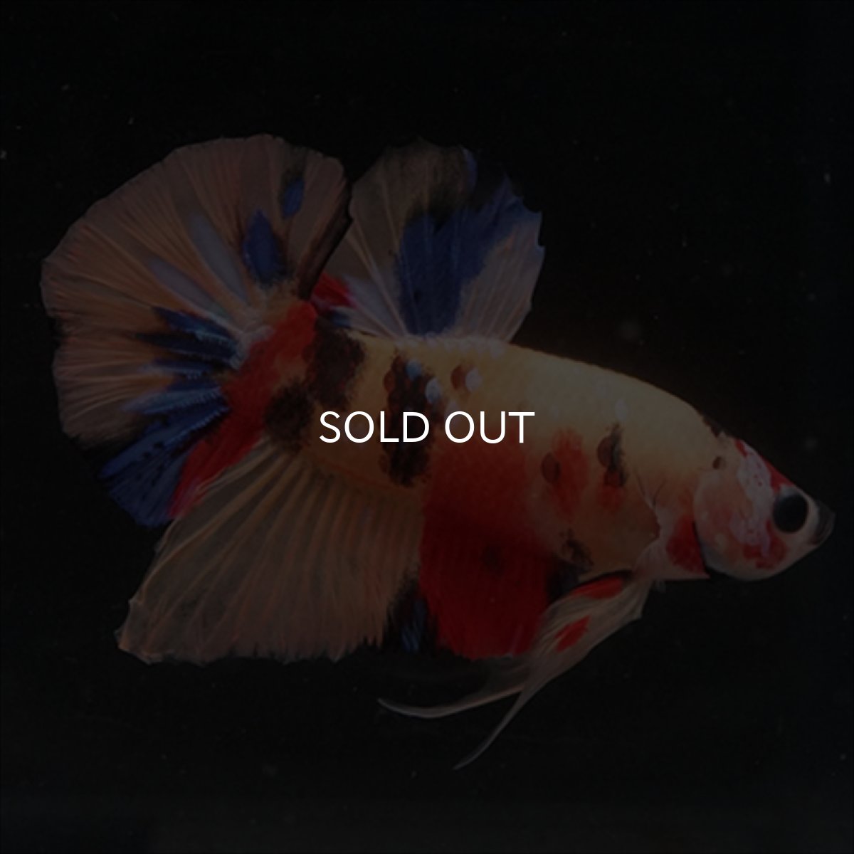 画像2: HMPK キャンディ (2)