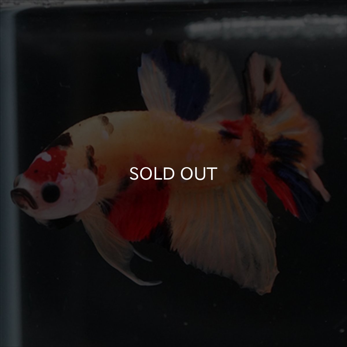 画像3: HMPK キャンディ (3)