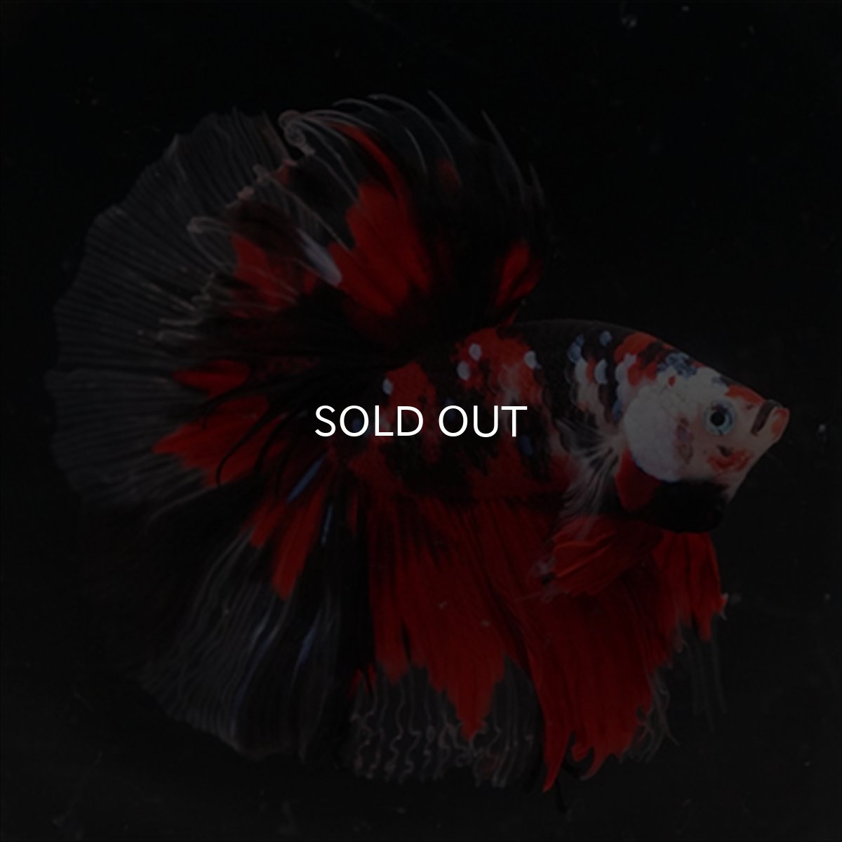 画像12: HM　鯉 (12)