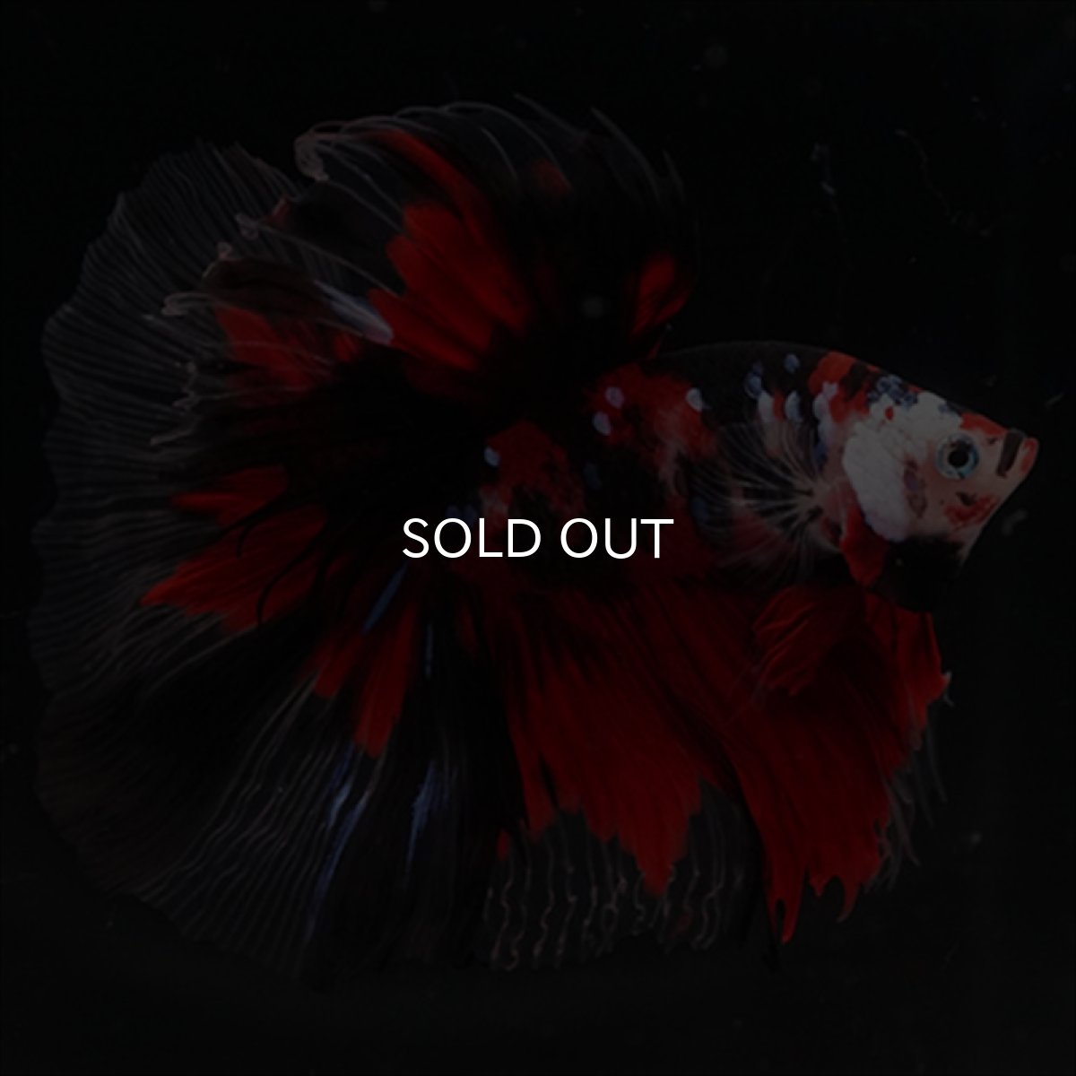 画像11: HM　鯉 (11)