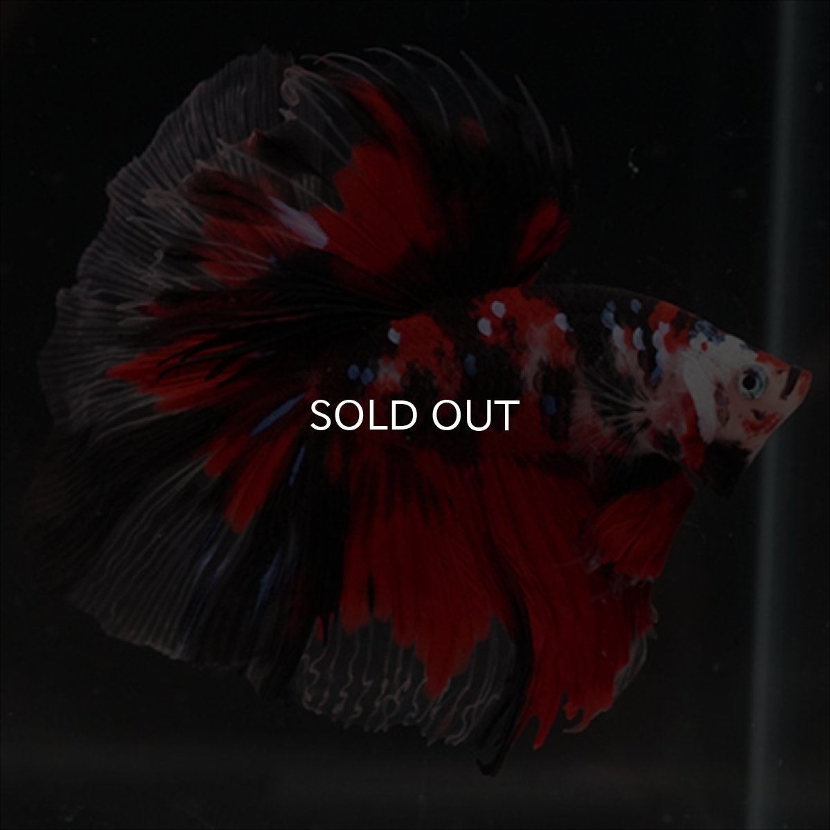 画像10: HM　鯉 (10)