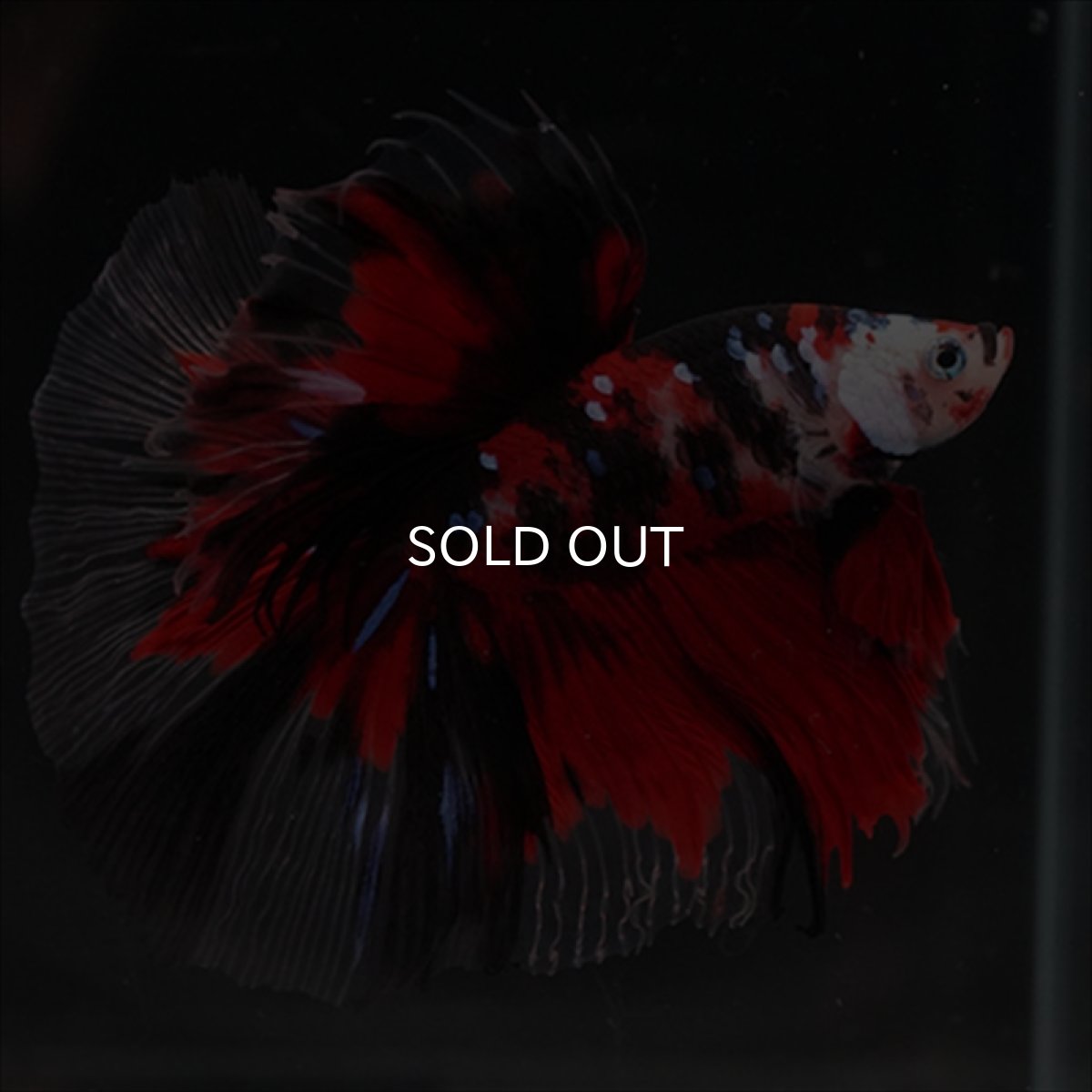 画像9: HM　鯉 (9)