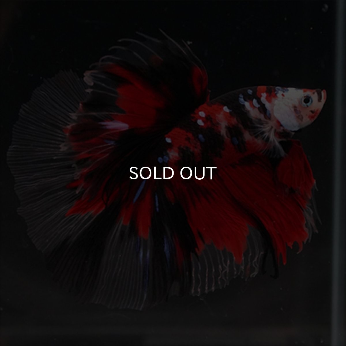 画像8: HM　鯉 (8)