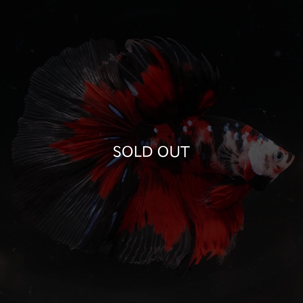 画像7: HM　鯉 (7)