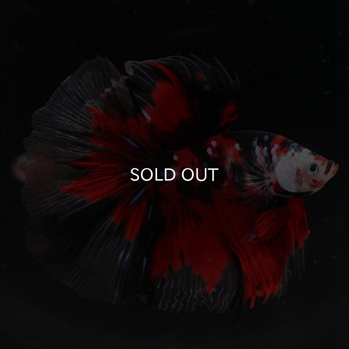 画像6: HM　鯉 (6)