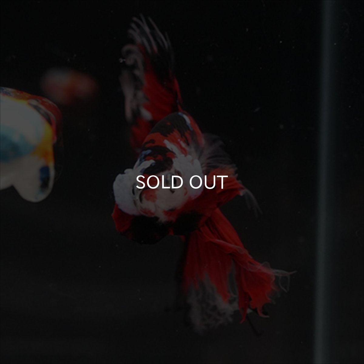 画像5: HM　鯉 (5)