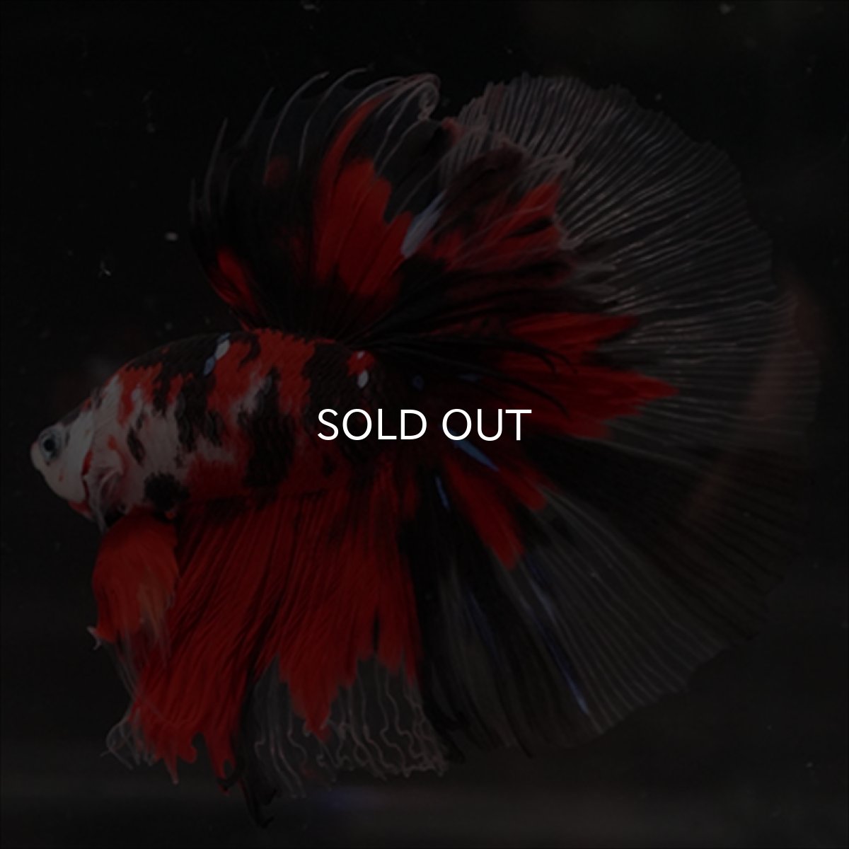 画像4: HM　鯉 (4)