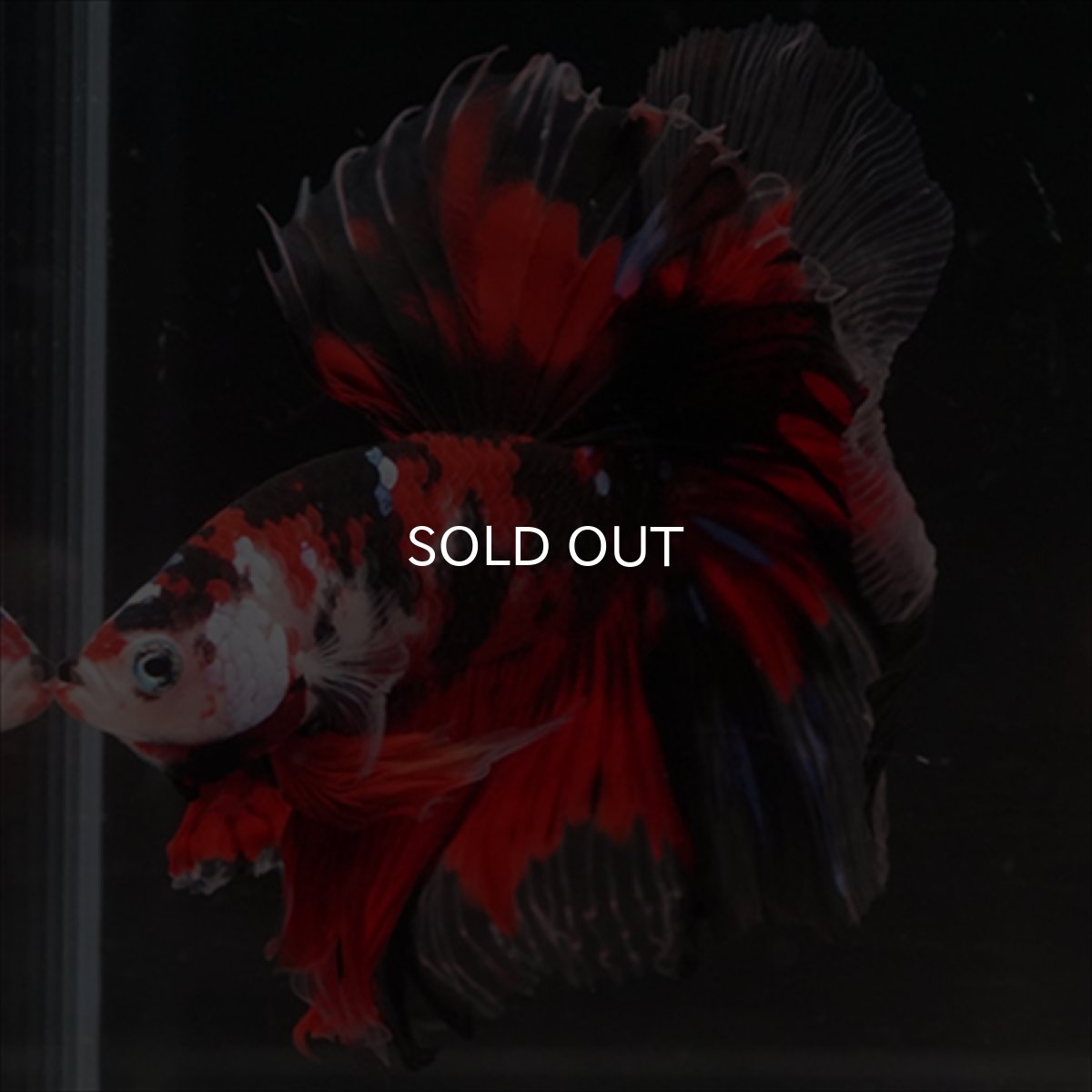 画像3: HM　鯉 (3)