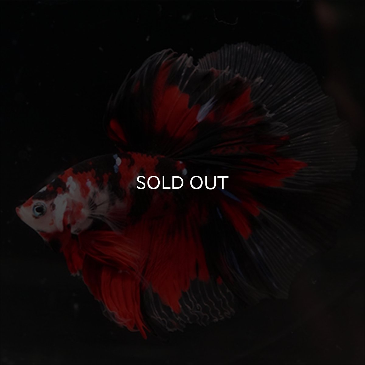 画像2: HM　鯉 (2)