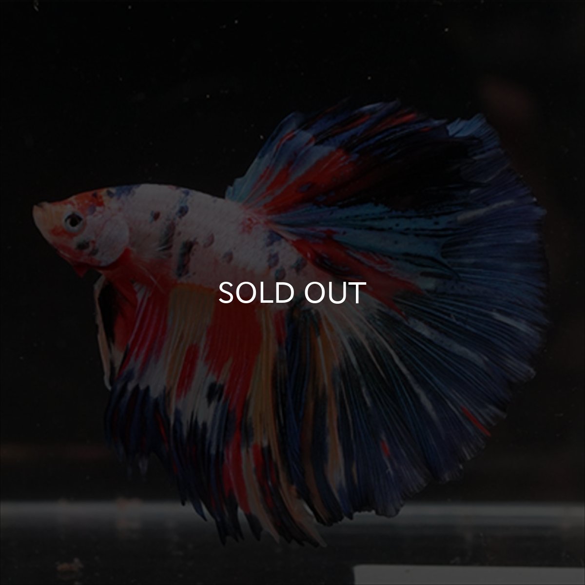 画像12: HM　キャンディレインボー (12)