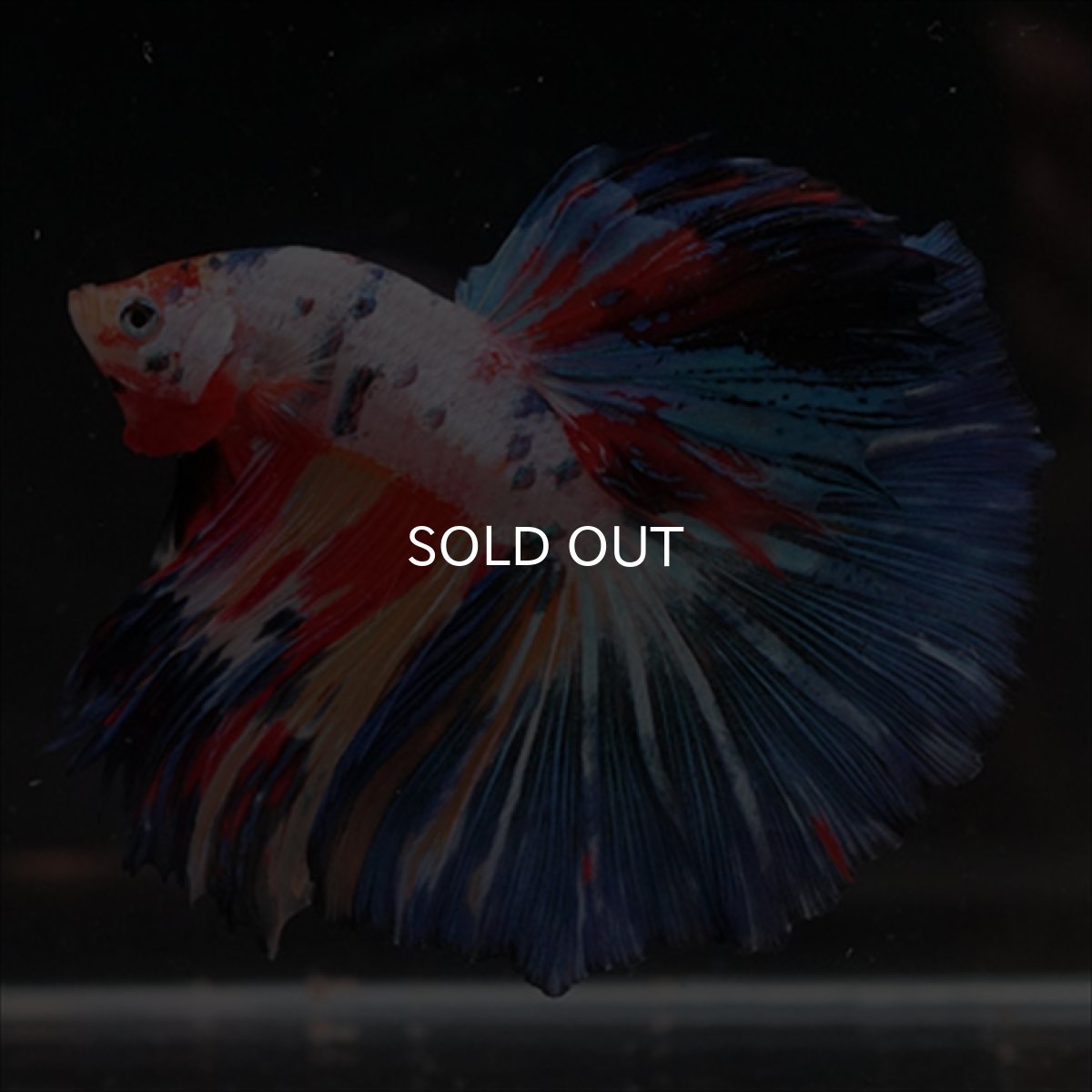 画像11: HM　キャンディレインボー (11)