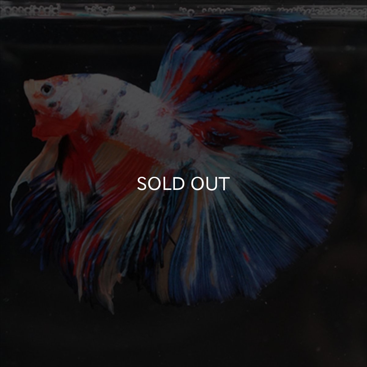 画像10: HM　キャンディレインボー (10)