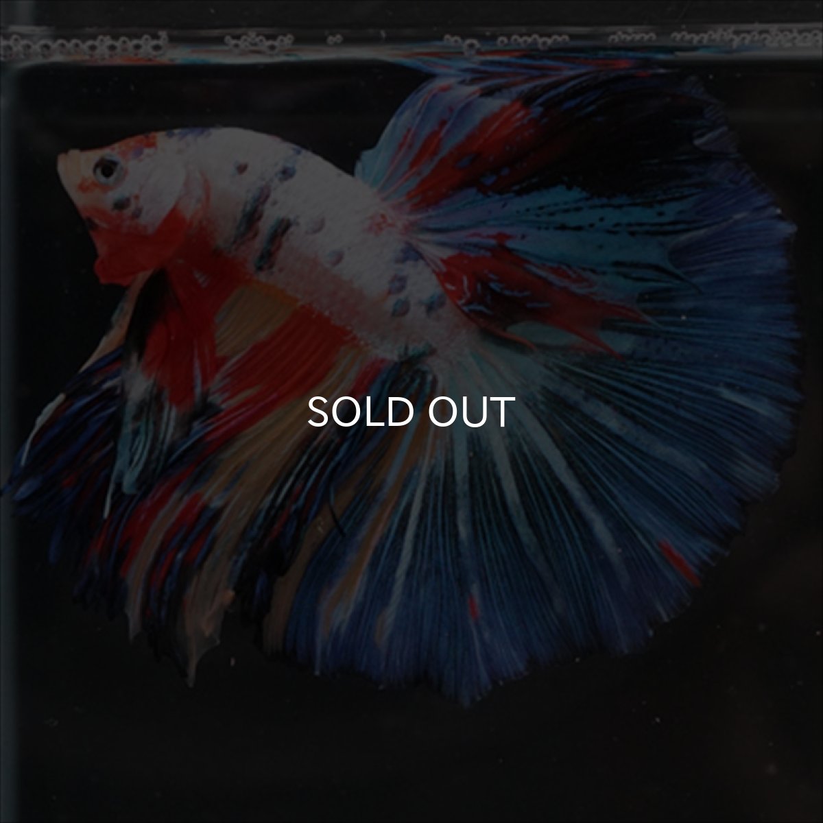 画像9: HM　キャンディレインボー (9)