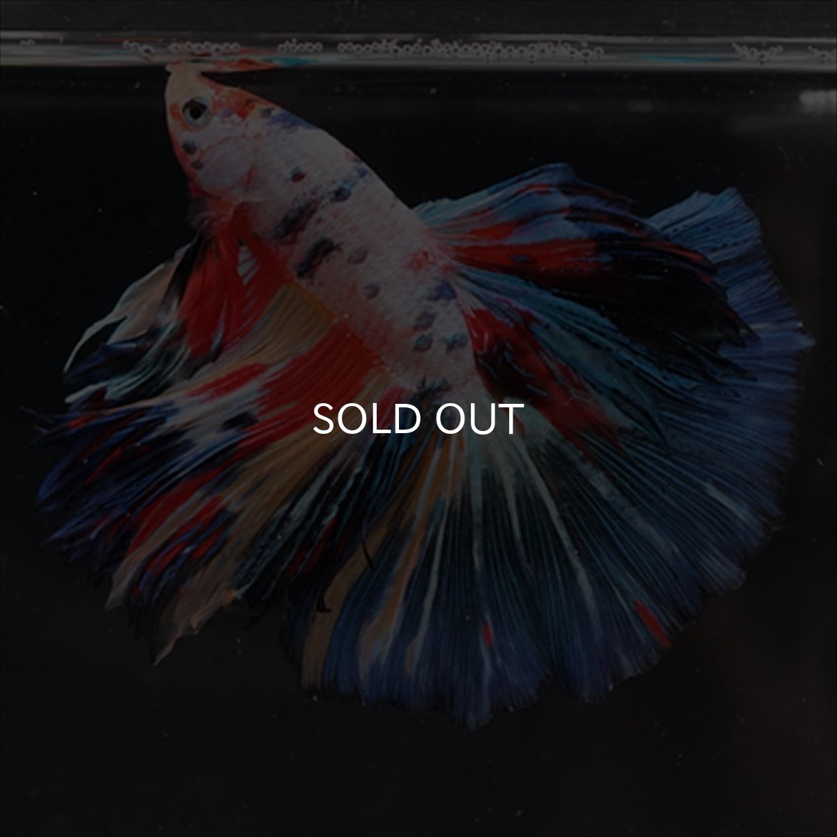 画像8: HM　キャンディレインボー (8)