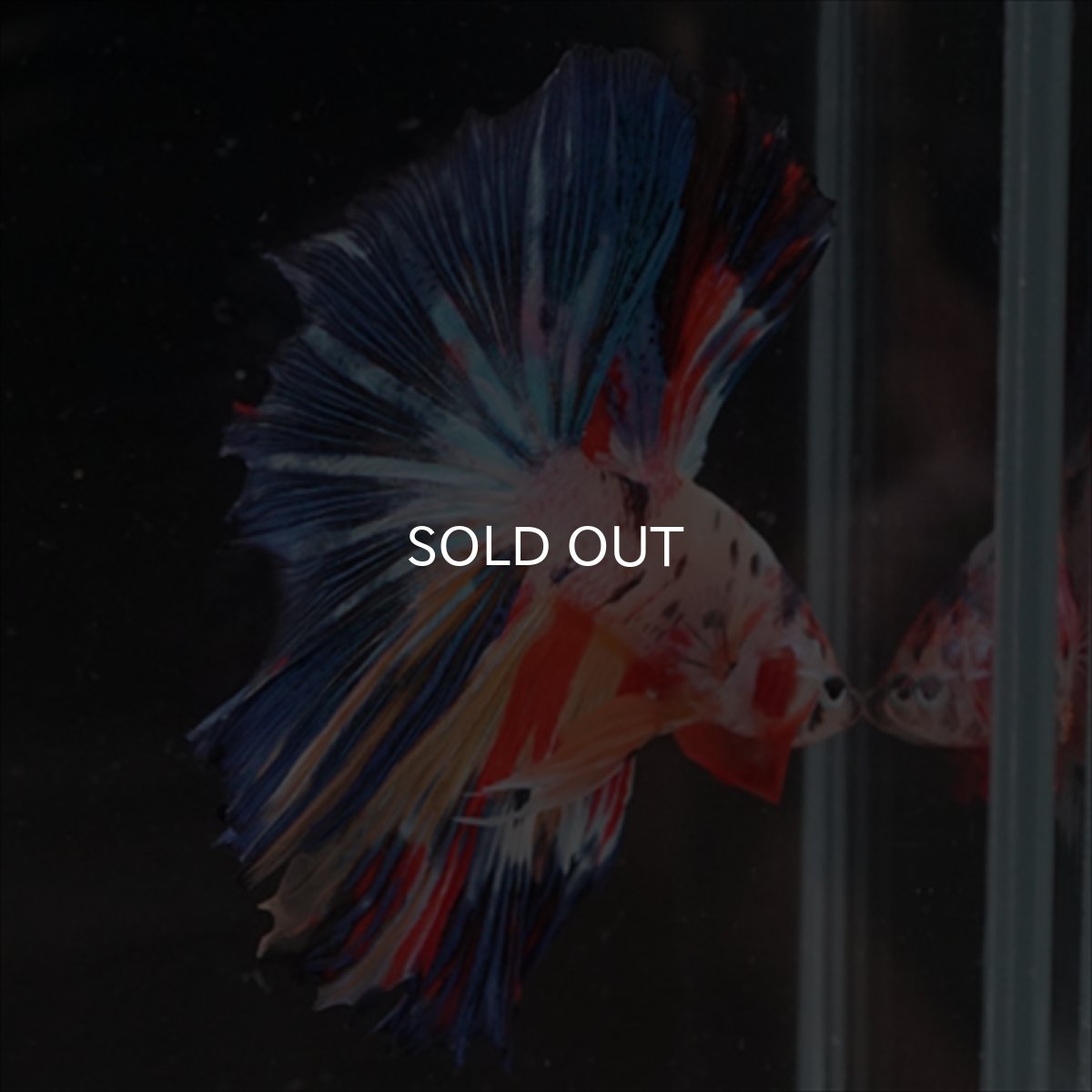 画像7: HM　キャンディレインボー (7)