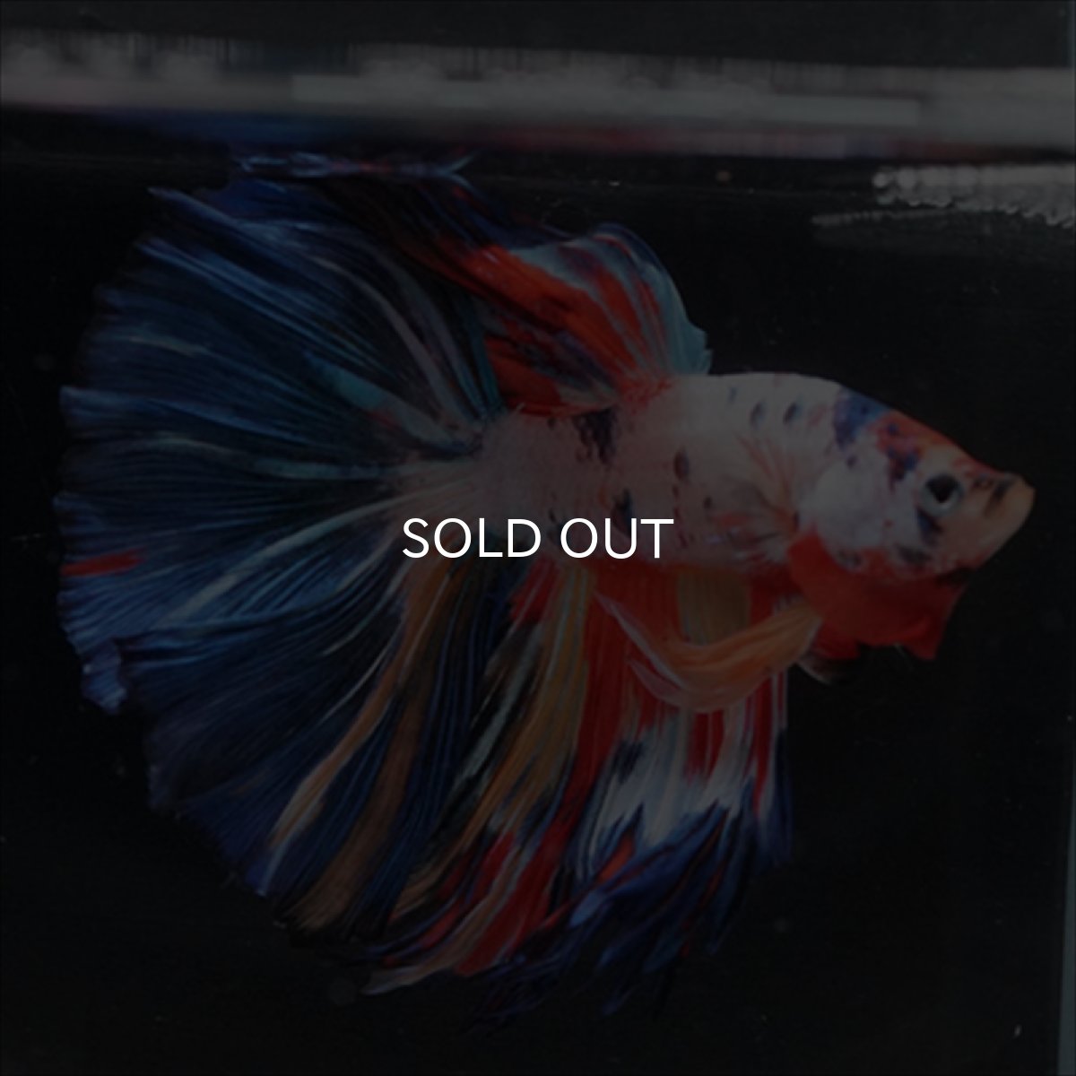 画像6: HM　キャンディレインボー (6)