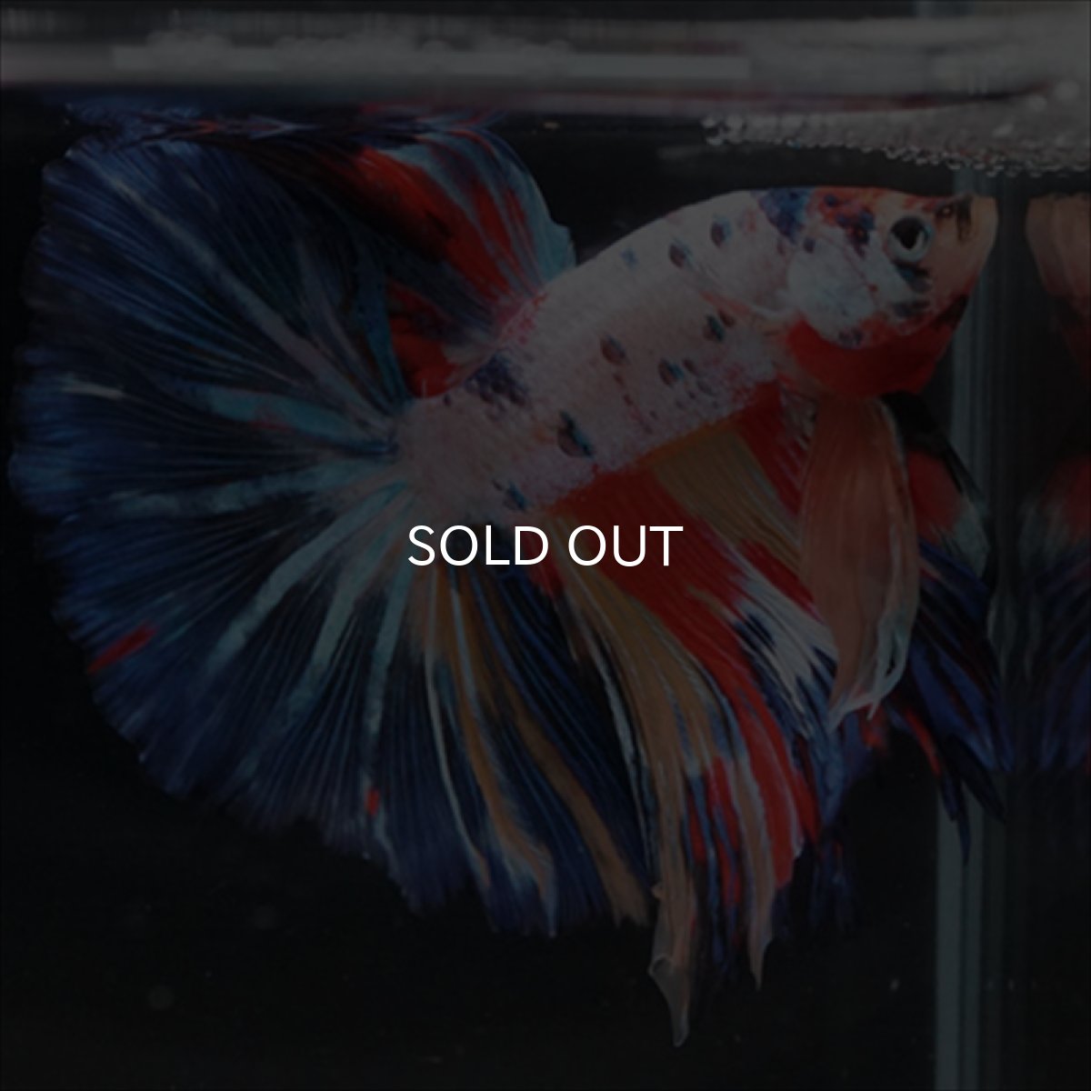 画像2: HM　キャンディレインボー (2)