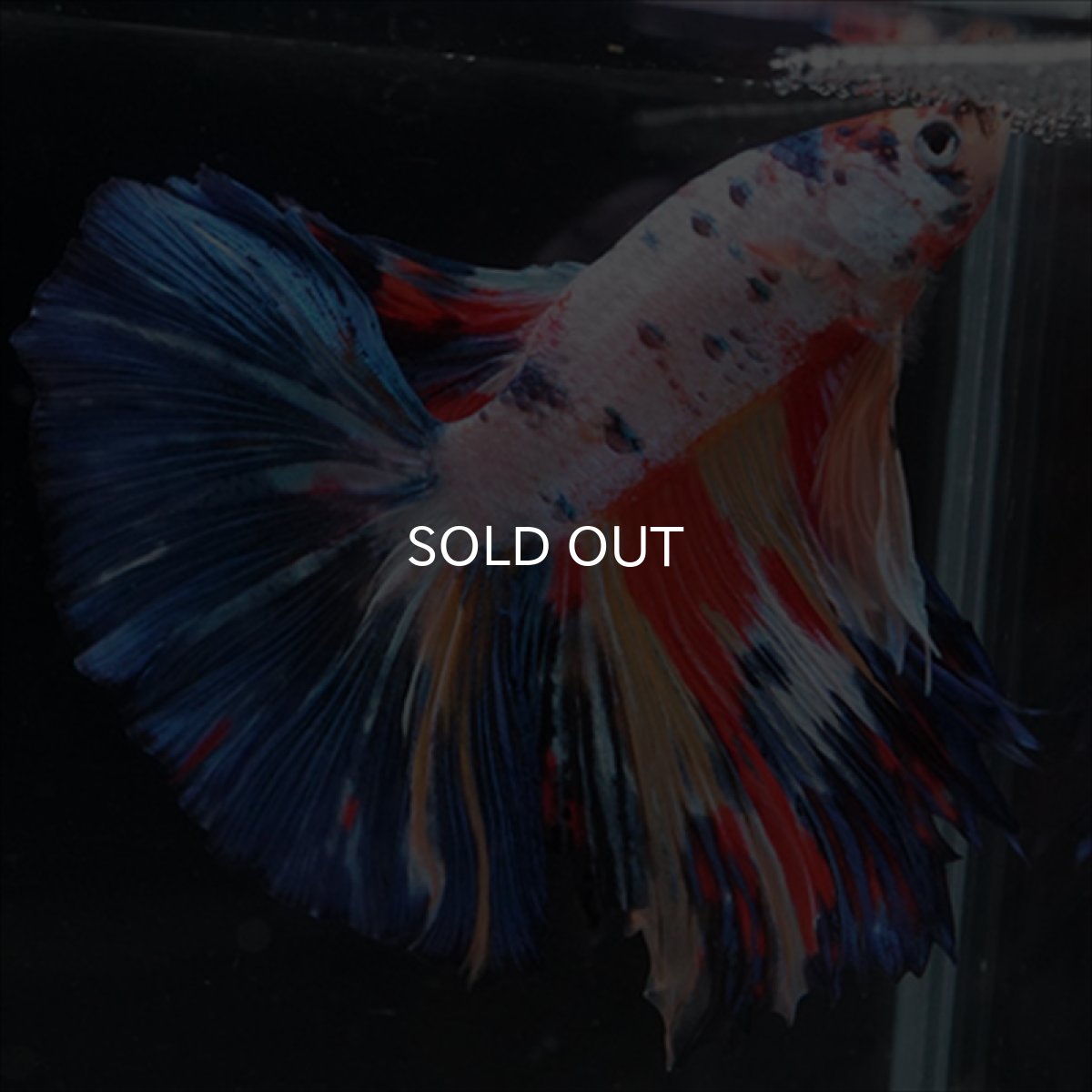 画像5: HM　キャンディレインボー (5)