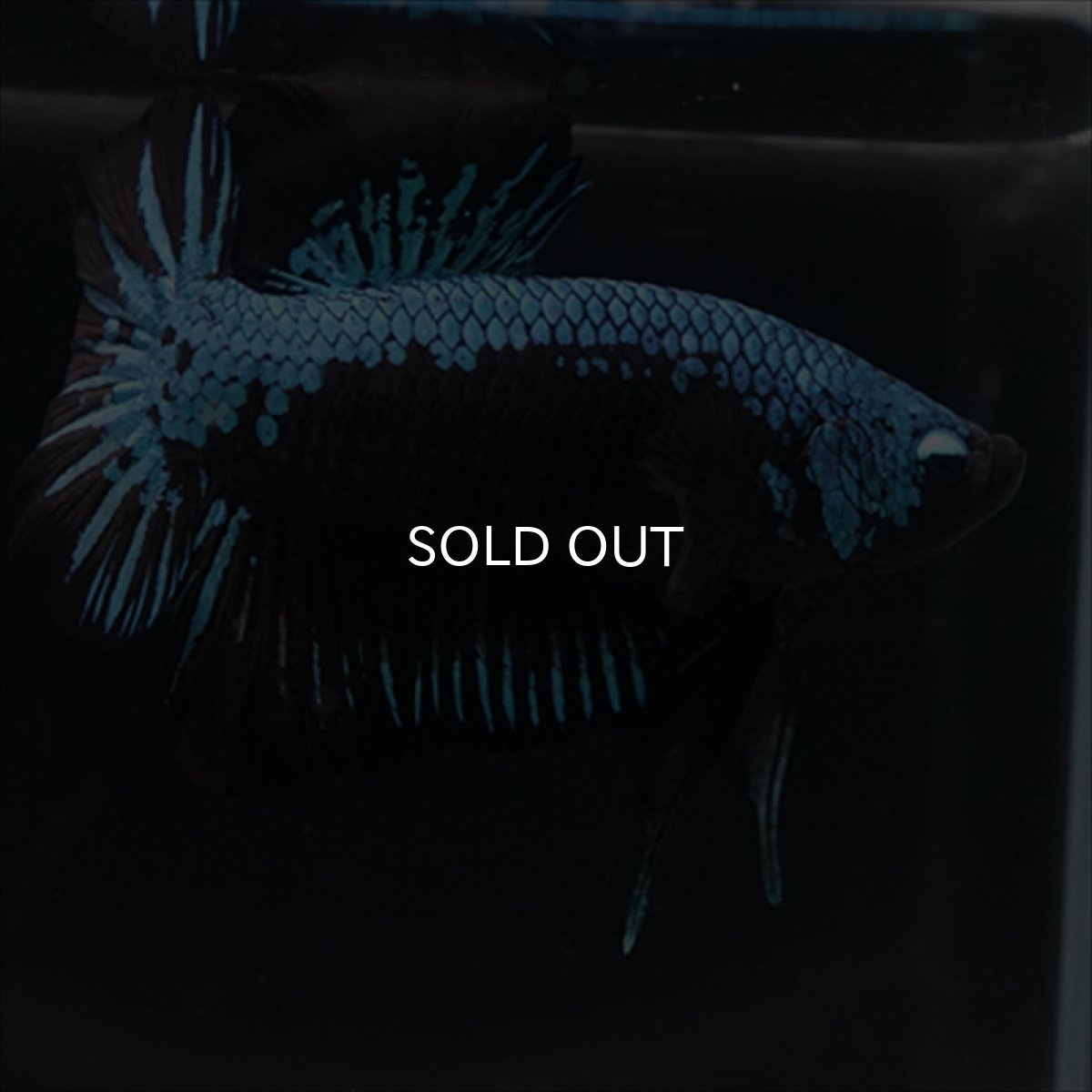 画像12: HMPK　ブルーブラックサムライ (12)