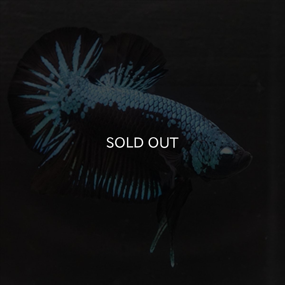 画像11: HMPK　ブルーブラックサムライ (11)