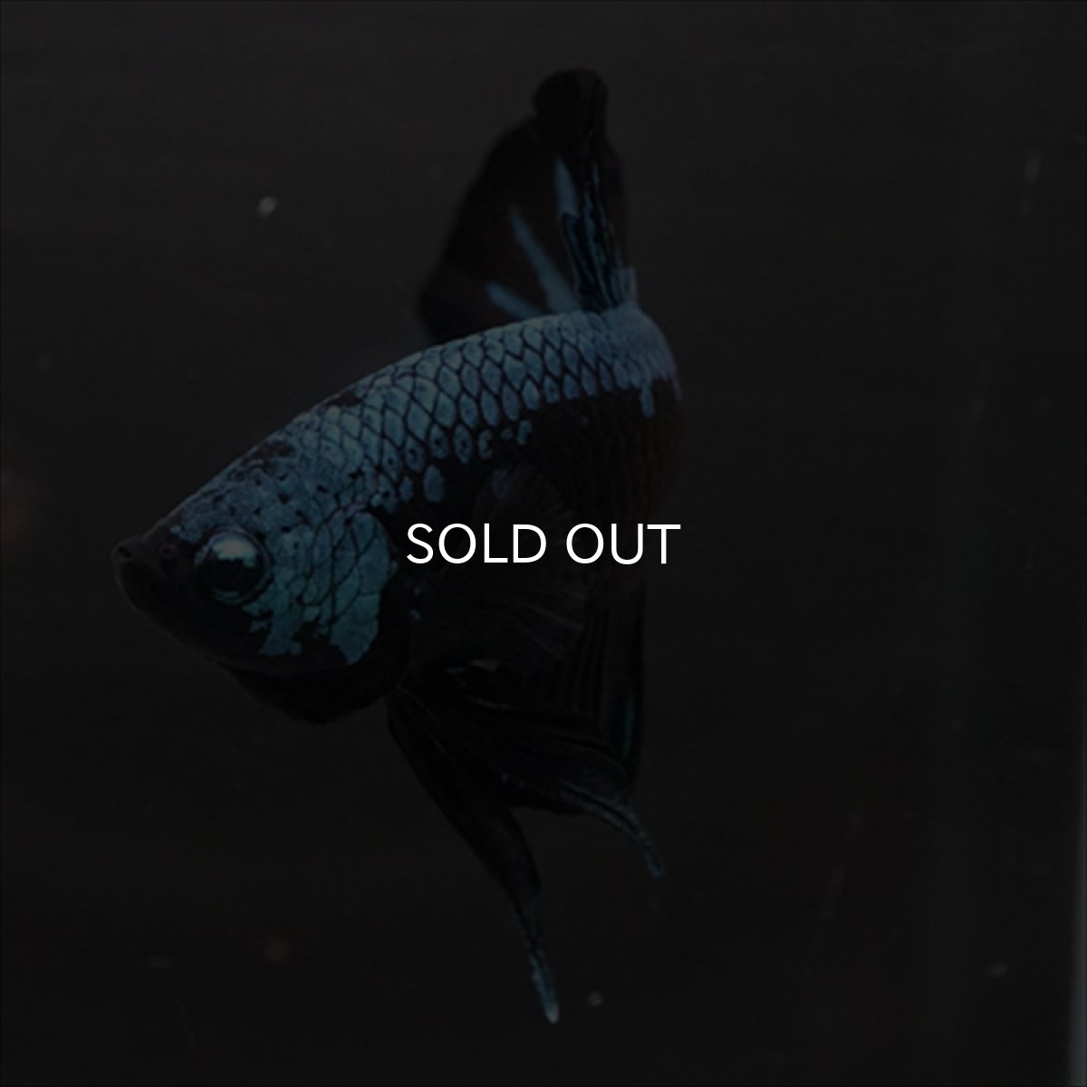 画像10: HMPK　ブルーブラックサムライ (10)