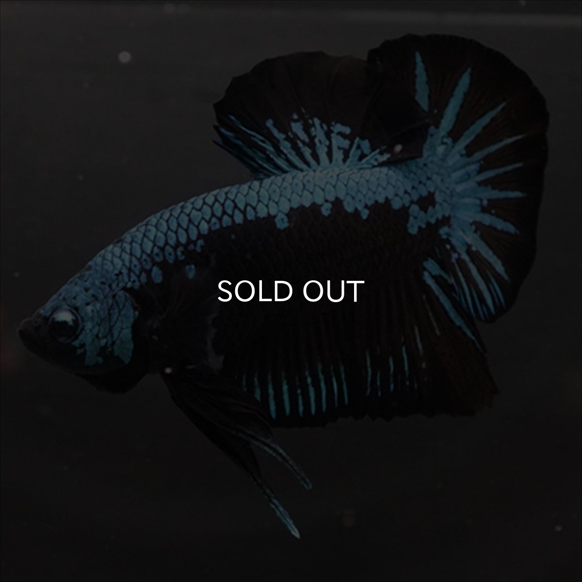 画像9: HMPK　ブルーブラックサムライ (9)