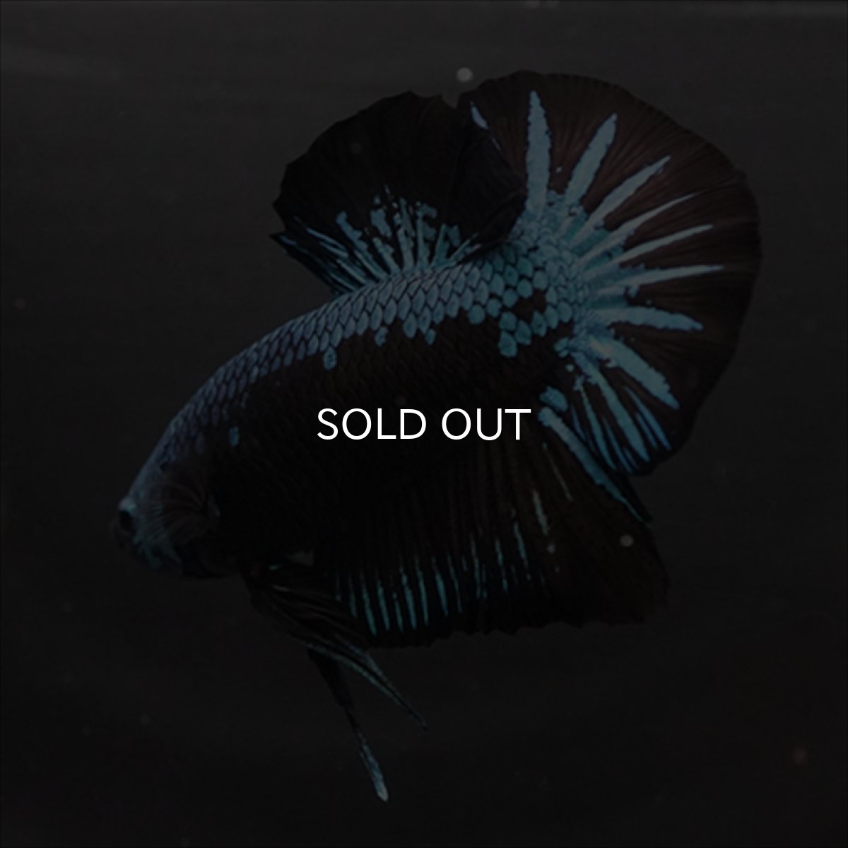 画像8: HMPK　ブルーブラックサムライ (8)