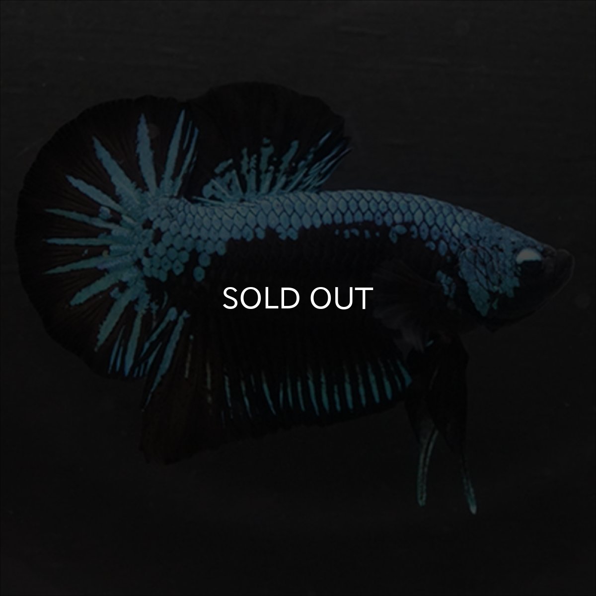 画像7: HMPK　ブルーブラックサムライ (7)