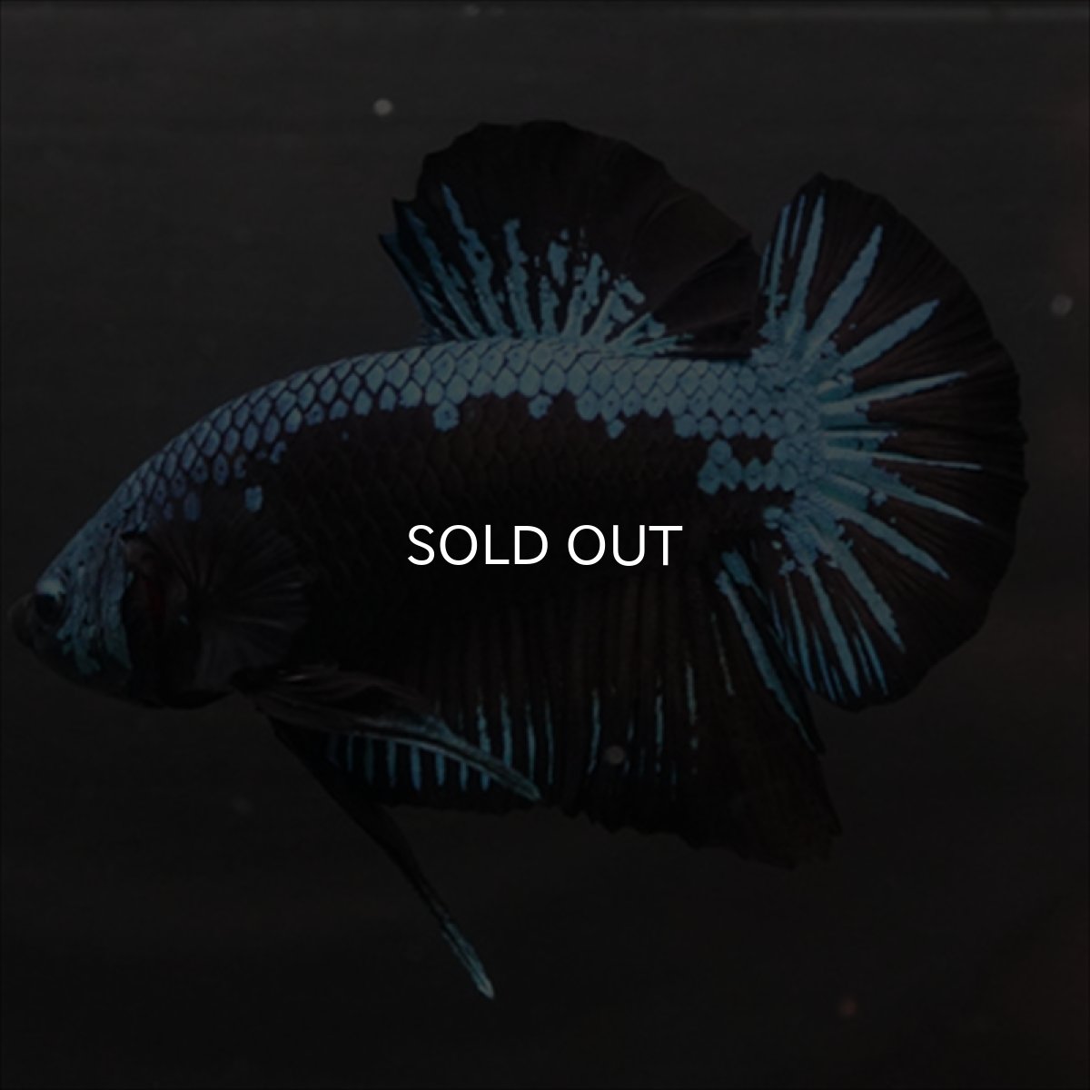 画像6: HMPK　ブルーブラックサムライ (6)