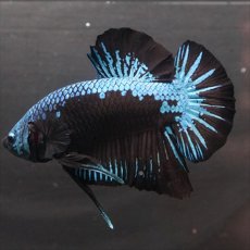 画像6: HMPK　ブルーブラックサムライ (6)